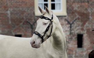 4 Year Old 14.2 Hand Cremello Other breeds for Albany, KY